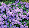 Kollektion med Hortensia