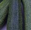 Courgette 'Diamant' F:1 hybrid