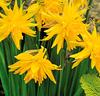Mini-narcisser 'Rip van Winkle'