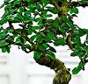 Bonsai 'Carmona'