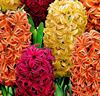 Hyacinter 'Tricolor' Mix