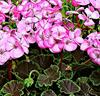 Pelargonia 'Black Velvet Rose Hybrid'