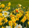 Doftande narcisser Mix