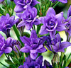 Blå bukettlilja 'Royal Blue'