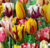 Rembrandt tulpaner Mix