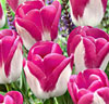 Tulpaner 'Innuendo'