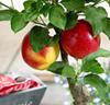 Äppel-bonsai 'Braeburn'