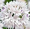Allium amplectens