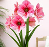 Amaryllis 'Purple Rain'