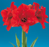 Amaryllis 'Red Nymph'®