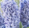 Dubbelblommig hyacint 'Blue Tango'