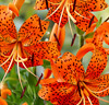 Tigerlilja 'Splendens'