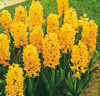 Hyacinter 'Yellow Queen'