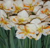 Narcisser 'Trepolo'