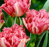 Tulpan 'Cool Crystal'®