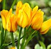 Tulpan 'Sunshine Club'®