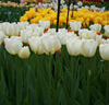 Tulpaner 'Angel's Wish'