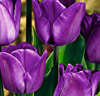 Tulpaner 'Magic Lavender'®