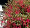 Fuchsia 'Riccartonii'
