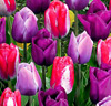 Tulpaner 'Kisses of Spring' Mix