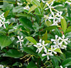 Stjärnjasmin