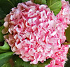 Hortensia 'Pink Big Head'