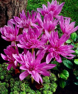 Tidlösa 'Waterlily'