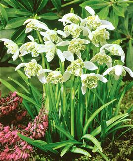 Dubbelblommiga snödroppar