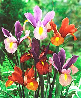 Holländsk iris 'Tiger Mix'