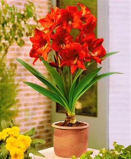 Amaryllis 'Gracilis'