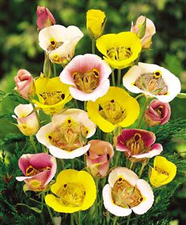 Fjärilstulpaner Mix