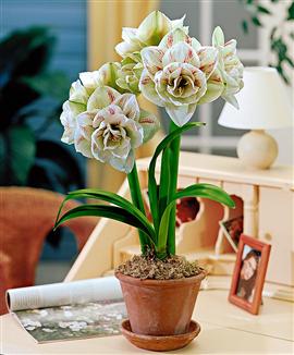 Amaryllis 'Nymph'®