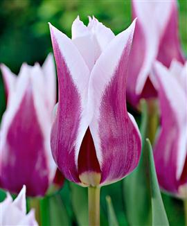 Liljeblommiga tulpaner 'Claudia'