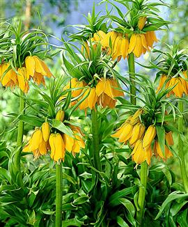 Kejsarkrona gul 'Lutea'