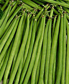 Haricot verts 'Atlantide'