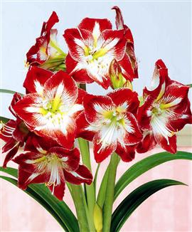 Amaryllis 'Minerva'