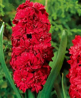 Dubbelblommig hyacint 'Hollyhock'