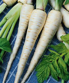 Palsternacka, halvlång