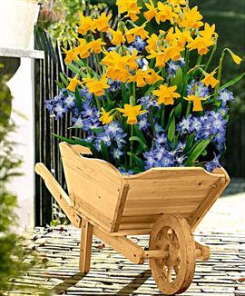 Skottkärra i trä inklusive blomsterlökar