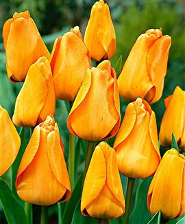 Tulpaner 'Daydream'