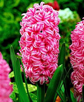 Hyacinter 'Pink Pearl'