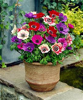 Anemon 'De Caen' Mix