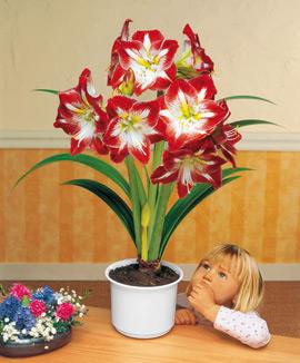 Amaryllis 'Minerva' + prydnadskruka + jord