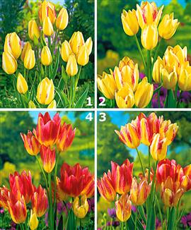 Tulpaner 'Antoinette'®