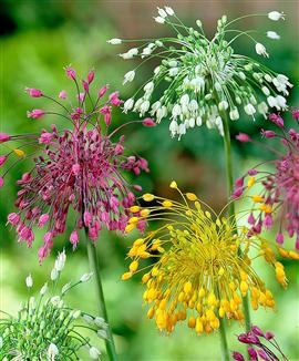 Allium 'Fyrverkeri' Mix
