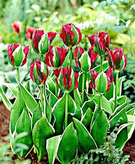 Tulpaner 'Esperanto'