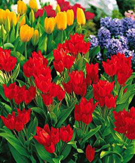 Tulpaner Praestans 'Van Tubergen's Variety'