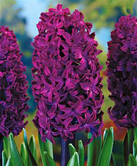 Hyacinter 'Woodstock'®