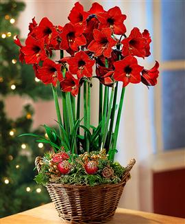 Amaryllis 'Lovely Garden'