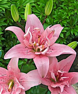 Dubbelblommig lilja 'Elodie'®